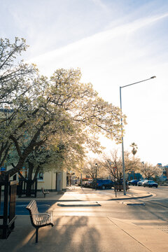 Springtime blossoms illuminate a quiet street with a bench and parked cars in golden hour light