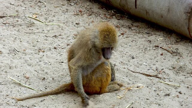 Young baboon sitting on sandy ground, grooming itself with hands while looking down, surrounded by natural elements and a large cylindrical object in the background