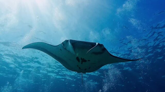 Reef manta ray swimming under ocean surface with sunlight