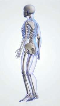 Detailed 3D transparent human body revealing human skeleton, on clean white background, medical anatomy visualization, 4K video