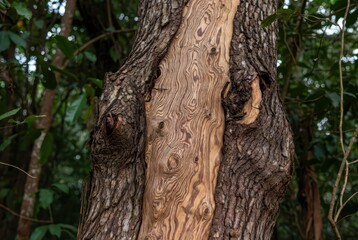Obraz premium Close-up of a tree trunk with unique patterned bark and blurred green foliage background