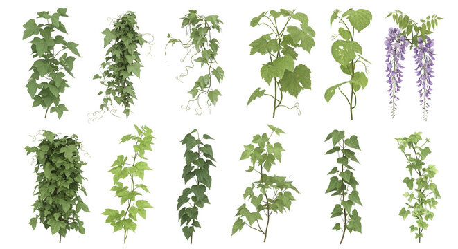 creeper plants on transparent background, 3D rendering, for illustration, digital composition and architecture visualization