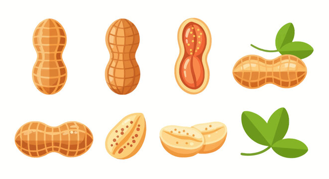 Cartoon peanut collection on white