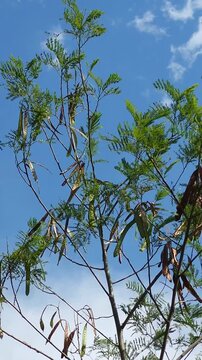 Guaje Tree Branch with Seed Pods Swaying in Wind