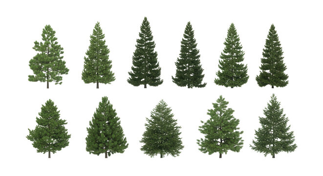 groups of conifer trees isolated on transparent background