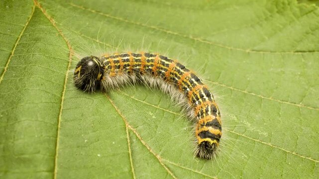 A buff-tip larva (Phalera bucephala) feeding on a leaf in natural habitat