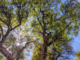 Obraz premium Low-angle view of sun-dappled green leaves and textured tree trunks under a clear blue sky, natural light canopy, forest background.