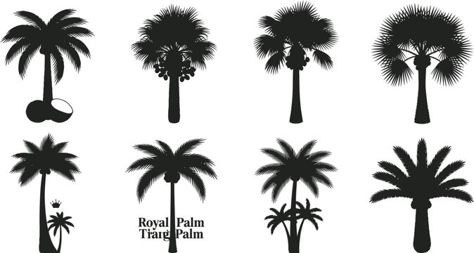 Set of black palm tree silhouettes with different species such as royal and date palms for botanical illustrations and landscape architecture design silhouette tropical botanical landscape