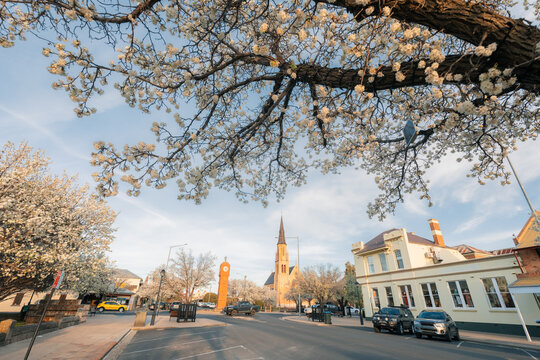 Regional town street lined with blooming trees and historic architecture under a blue sky