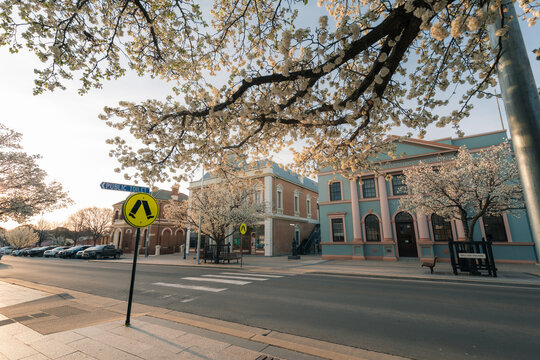 Charming street scene with blooming trees and historic architecture in soft afternoon light