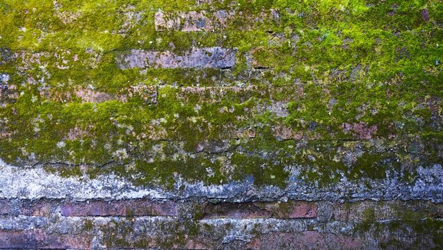 Old brick walls covered in green moss and small plants evoke a natural and humid atmosphere.