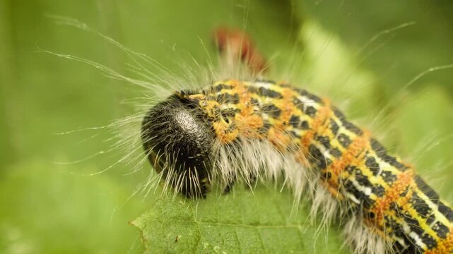 Close up of the buff-tip larva (Phalera bucephala) feeding on a leaf in natural habitat