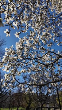 White magnolia flowering in spring