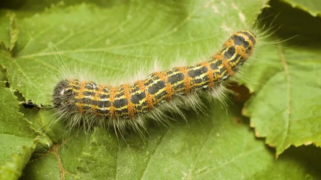A buff-tip moth larva (Phalera bucephala) crawling, detailed texture	
