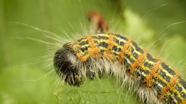 A buff-tip larva (Phalera bucephala) feeding on a leaf in its natural habitat. Accelerated