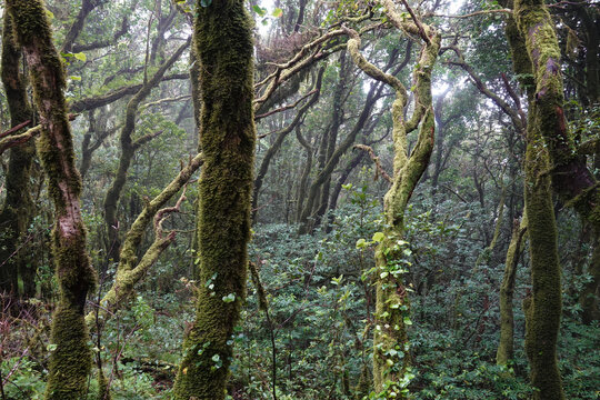 Wald im Parque Rural de Anaga, Teneriffa