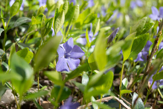 A garden scene features blooming vinca flowers surrounded by green leaves. The sunlight shines on the plants in the afternoon, creating soft shadows