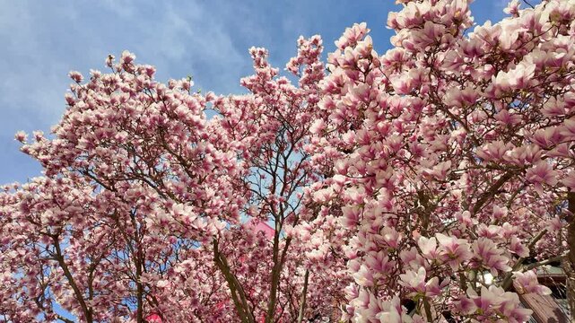 Pink Magnolias Spring Boston