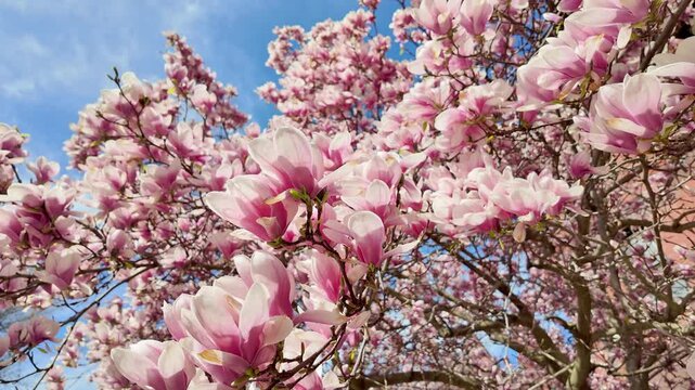 Pink magnolia flowers in Boston