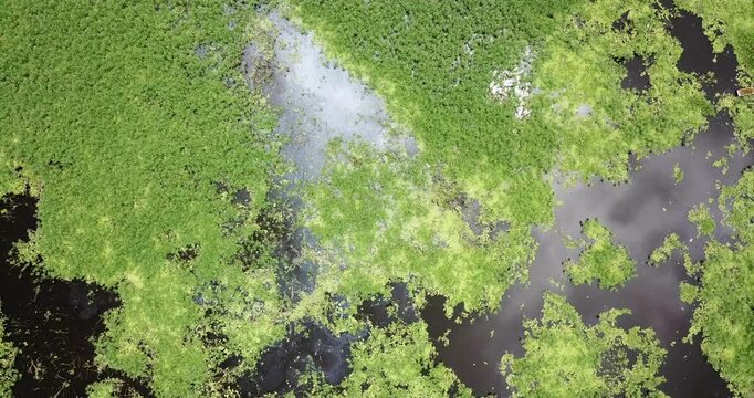 Aerial top down view of Amazon wetlands near Iquitos Peru smooth rising drone shot green water plants texture background 4K