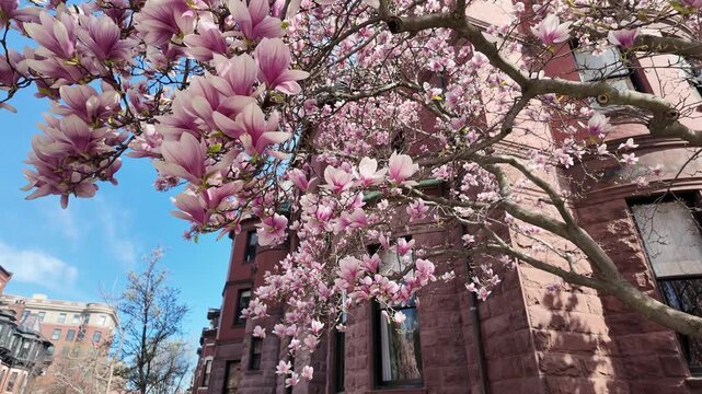Pink Magnolia Flowers in Spring