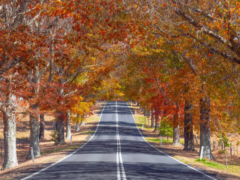 The road into Tenterfield in Autumn
