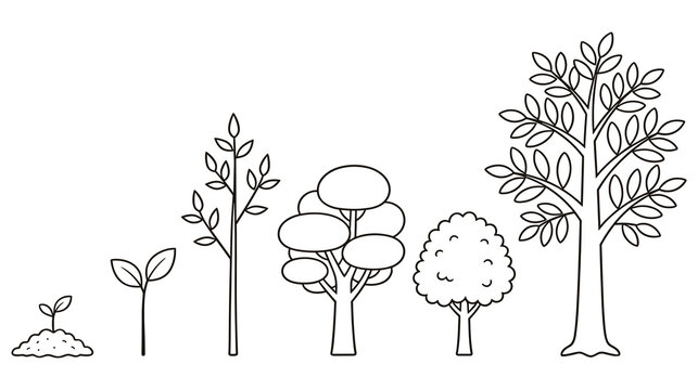 Growth of tree from sprout to mature plant showing stages of development over time.