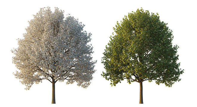 Populus alba and Alnus cordata (Italian alder) frontal set trees isolated png in sunset lighting on a transparent background