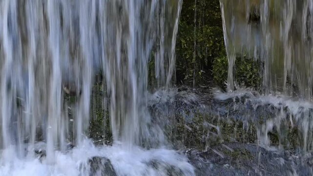 White-throated dipper / Central European dipper (Cinclus cinclus aquaticus) adult running behind falling water of waterfall, feeding young in nest in spring