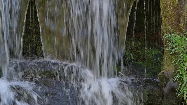 White-throated dipper / Central European dipper (Cinclus cinclus aquaticus) adult visiting nest behind small waterfall in stream / river in spring