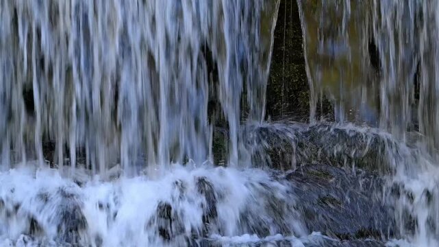 White-throated dipper / Central European dipper (Cinclus cinclus aquaticus) adult running behind falling water of waterfall, feeding young in nest in spring