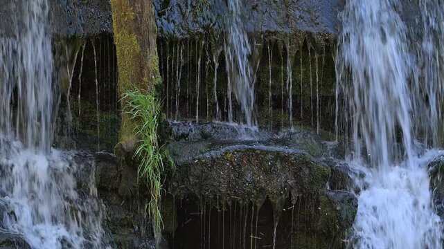 White-throated dipper / Central European dipper (Cinclus cinclus aquaticus) adult visiting nest behind small waterfall in stream / river in spring