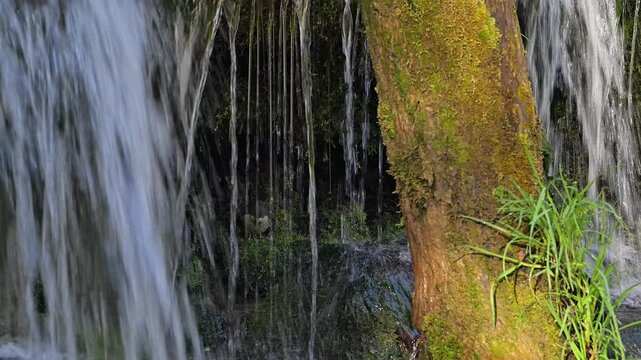 White-throated dipper / Central European dipper (Cinclus cinclus aquaticus) fledgeling / young at nest behind small waterfall in stream / river in spring