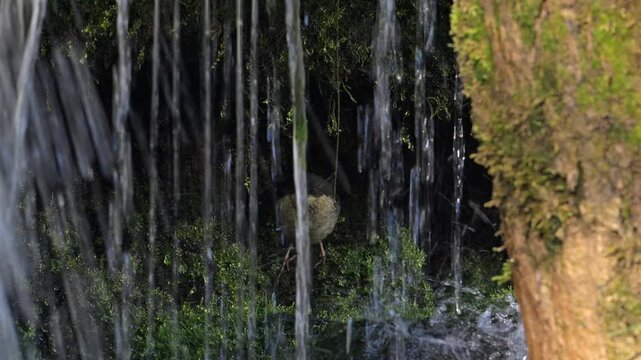 White-throated dipper / Central European dipper (Cinclus cinclus aquaticus) fledgeling / young at nest behind small waterfall in stream / river in spring
