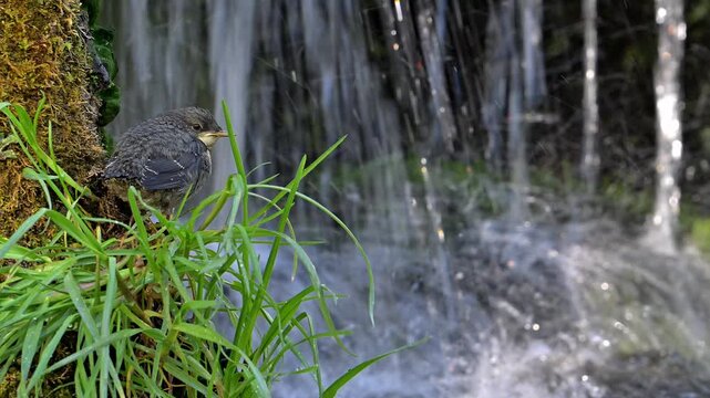 White-throated dipper (Cinclus cinclus aquaticus) fledgeling / young perched on rock in front of nest behind small waterfall in stream / river in spring