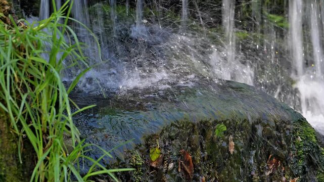White-throated dipper (Cinclus cinclus aquaticus) fledgeling / young taking off for the first time in front of nest behind small waterfall in stream / river in spring