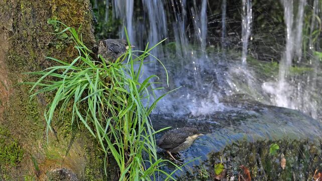 White-throated dipper (Cinclus cinclus aquaticus) parent feeding fledgelings / young begging for food in front of nest behind small waterfall in stream in spring