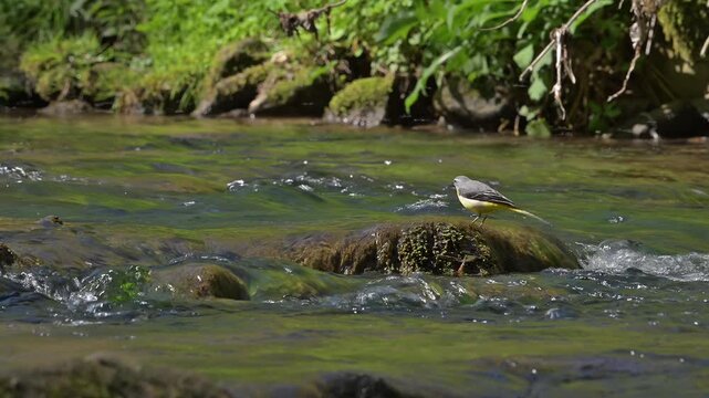 Grey wagtail (Motacilla cinerea cinerea) adult male in breeding plumage preening feathers on rock in stream in spring