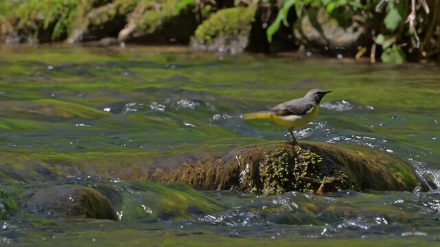 Grey wagtail (Motacilla cinerea cinerea) adult male in breeding plumage catching flying insects from rock in stream in spring