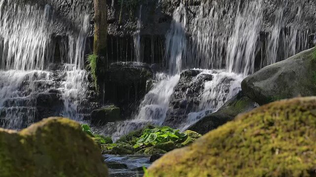 White-throated dipper (Cinclus cinclus aquaticus) habitat showing nesting site behind waterfall / cascade in stream / river in spring