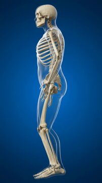 Detailed 3D transparent human body revealing human skeleton, on clean blue background, medical anatomy visualization, 4K video