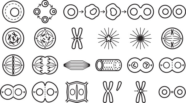 Intricate illustration of cell biology, depicting mitosis and cellular division processes, offering a visual journey through the fundamental building blocks of life. 