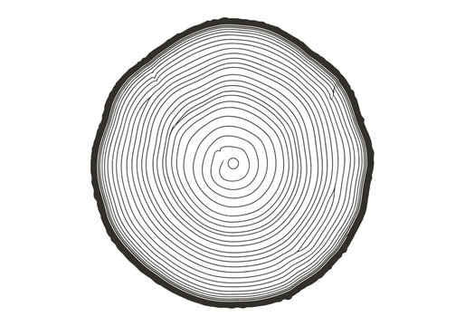 A cross-section view of a tree trunk shows annual rings on a white background