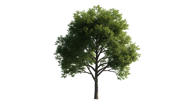 solated single tree greenery botanical