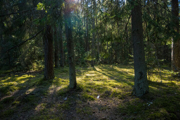 Obraz premium Sunlight shines through the branches of trees in a forest during the afternoon. The ground is covered with soft moss, and shadows stretch across the forest floor where light reaches