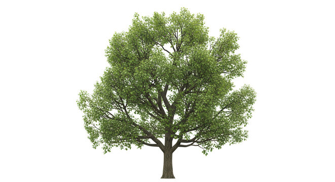 solated tree on transperret picture background with clipping pat