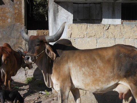  Junagadh im Norden Indiens