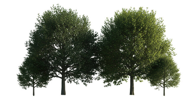 Celtis sinensis trees, realistic 3D rendering, for illustration, digital composition & architecture visualization