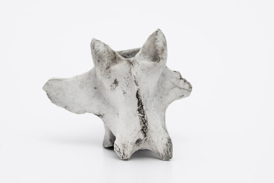 Knochenfragment