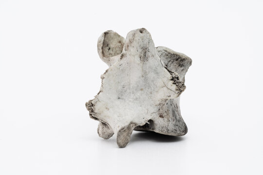 Knochenfragment